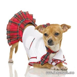 funny cloth for dog