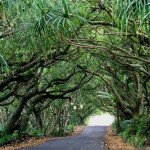 amazing tree tunnels