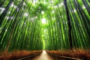 Bamboo Path, Japan