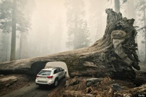 Tunnel Log in Sequoia National Park, California