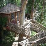 Amazing tree houses